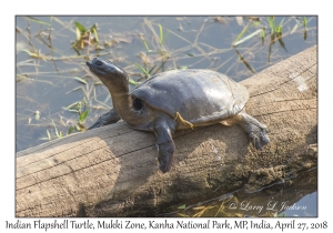 Indian Flapshell Turtle
