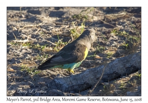 Meyer's Parrot