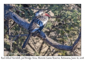 Red-billed Hornbill