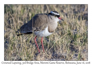 Crowned Lapwing