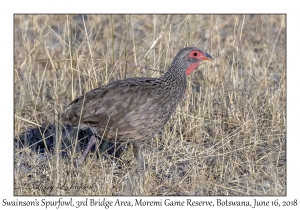 Swainson's Spurfowl