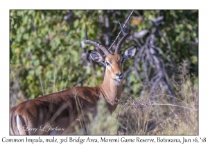 Common Impala, male