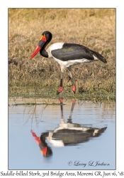 Saddle-billed Stork, female