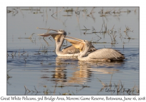 Great White Pelicans, immature