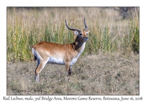 Red Lechwe, male