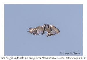 Pied Kingfisher, female