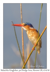 Malachite Kingfisher