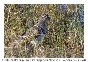 Greater Painted-snipe, male