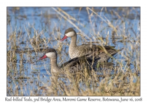 Red-billed Teals