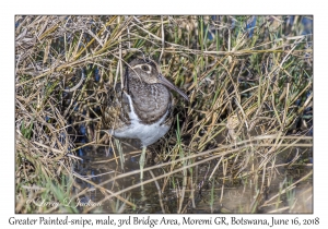 Greater Painted-snipe, male