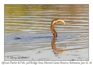 African Darter