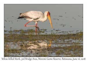 Yellow-billed Stork