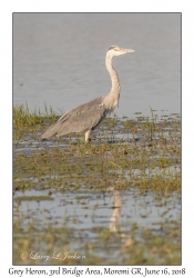 Grey Heron