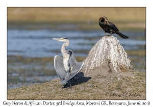Grey Heron & African Darter
