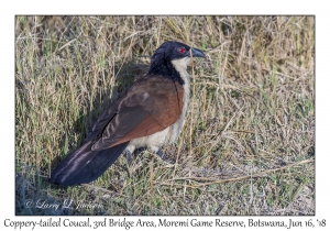 Coppery-tailed Coucal