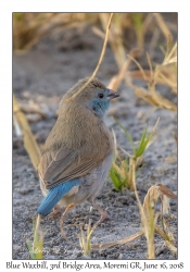 Blue Waxbill