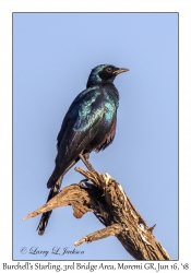 Burchell's Starling