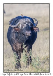 Cape Buffalo