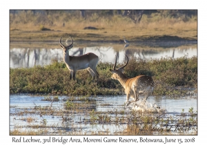 Red Lechwe