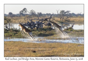 Red Lechwe