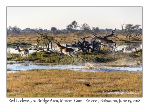 Red Lechwe