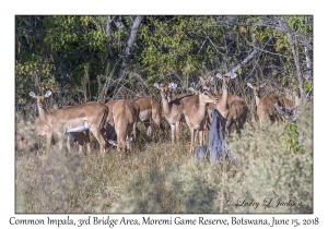 Common Impala, females