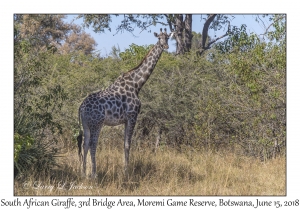 South African Giraffe