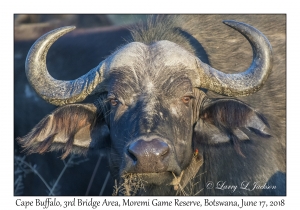 Cape Buffalo