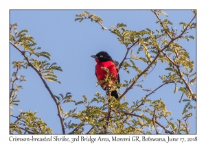 Crimson-breasted Shrike