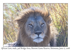 African Lion, male