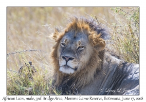 African Lion, male