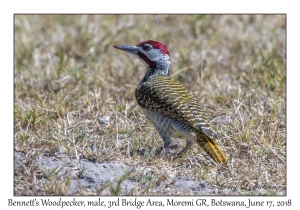 Bennett's Woodpecker, male