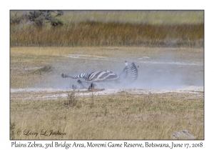 Plains Zebra