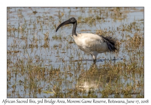 African Sacred Ibis