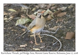 Kurrichane Thrush