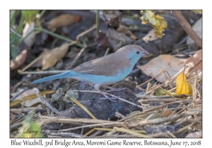 Blue Waxbill