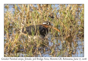 Greater Painted-snipe, female