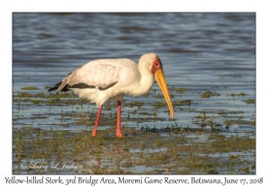 Yellow-billed Stork