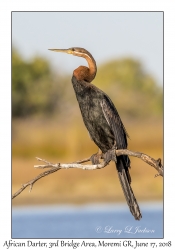 African Darter