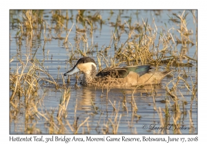 Hottentot Teal