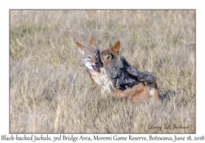 Black-backed Jackals