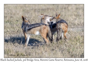 Black-backed Jackals