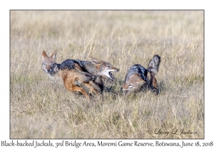 Black-backed Jackals