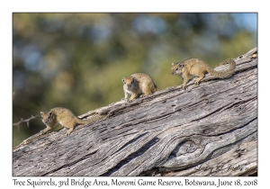 Tree Squirrels