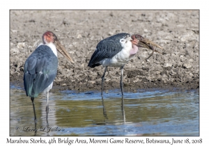 Marabou Storks