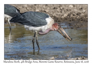 Marabou Stork