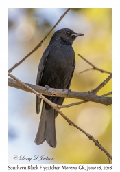 Southern Black Flycatcher