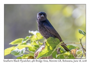 Southern Black Flycatcher