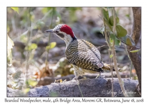 Bearded Woodpecker, male