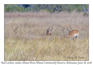 Red Lechwe, males